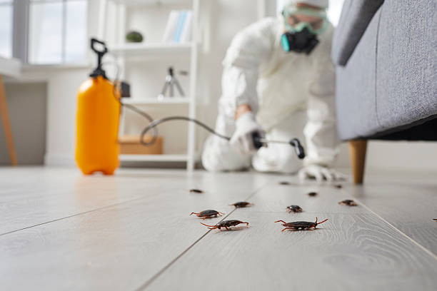 Commercial Rodent Management in Hyde Park